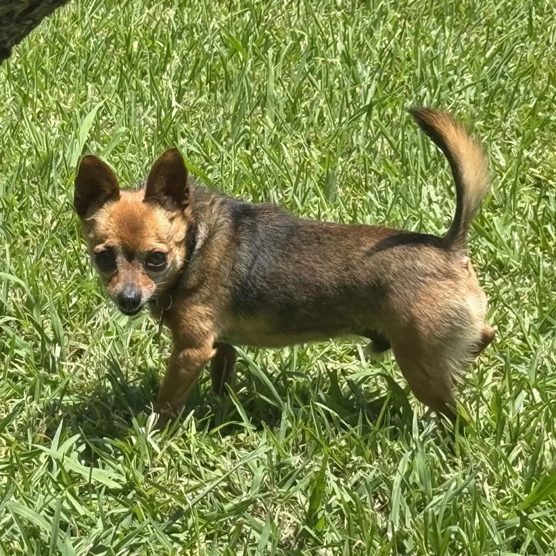 An adult small-sized male Black Chihuahua dog named Nick Furry for adoption in Houston, TX