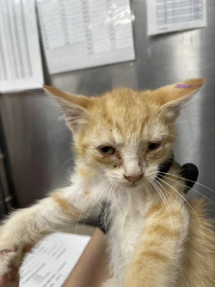 A baby small-sized female Domestic Short Hair cat named Pyrite for adoption in Hagerstown, MD