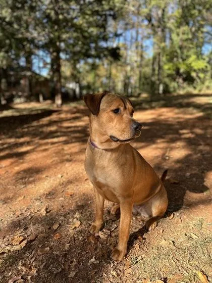 An adult large-sized female Mixed Breed dog named Spooks for adoption in Chamblee, GA