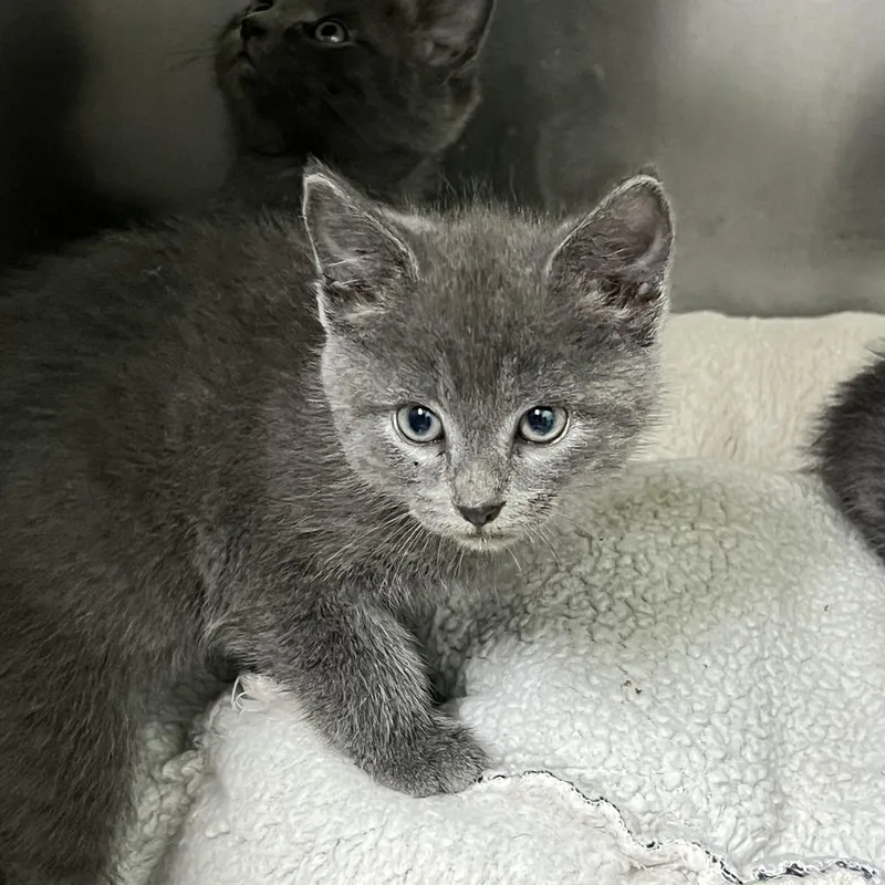 A baby small-sized female Gray / Blue / Silver Domestic Short Hair cat named Waffle House for adoption in Ridgely, MD