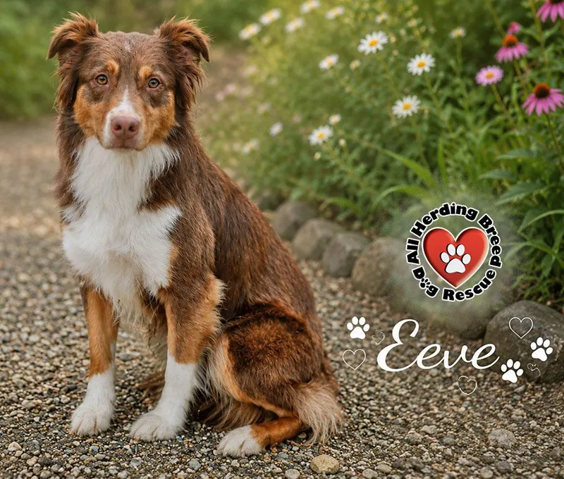 A young medium-sized female Red / Chestnut / Orange Australian Shepherd dog named Eeve for adoption in Joliet, IL