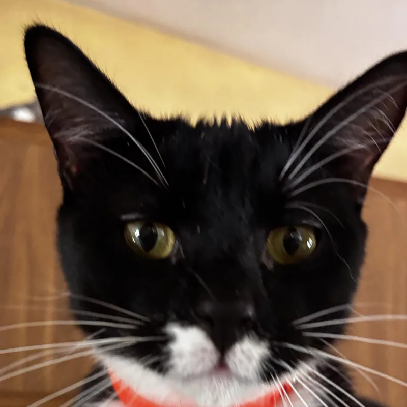 A young small-sized male Tuxedo cat named JoJo for adoption in Melrose, MA