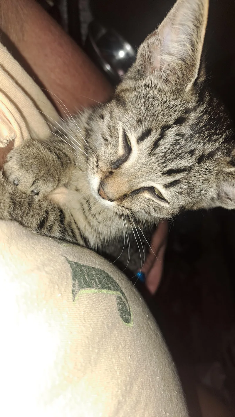A young small-sized male Domestic Short Hair cat named Flying Tackle for adoption in Cincinnati, OH