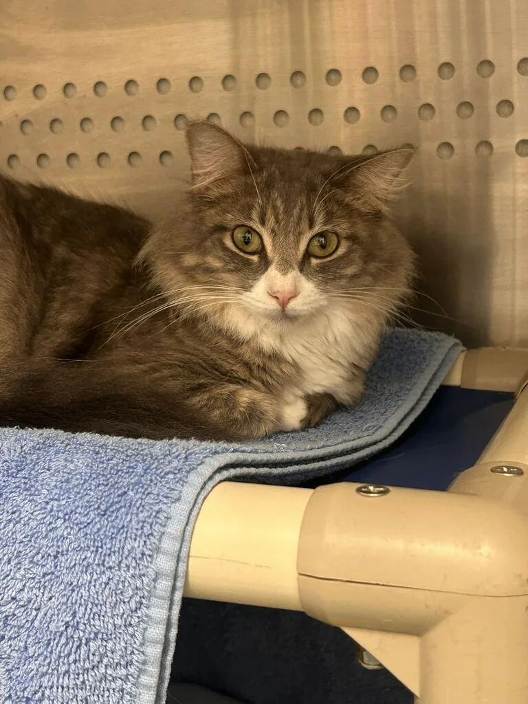 A young medium-sized female Domestic Long Hair cat named Simba for adoption in Minot, ND