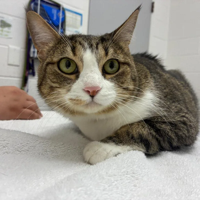 An adult large-sized female Brown / Chocolate Domestic Short Hair cat named Reaper for adoption in Corpus Christi, TX