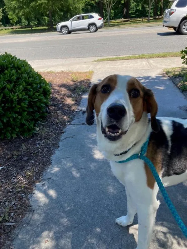 An adult medium-sized male Hound dog named Leo for adoption in Virginia Beach, VA
