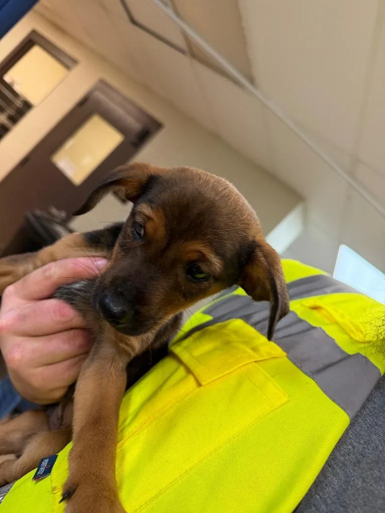 A baby small-sized male Labrador Retriever dog named John Wayne for adoption in Nacogdoches, TX