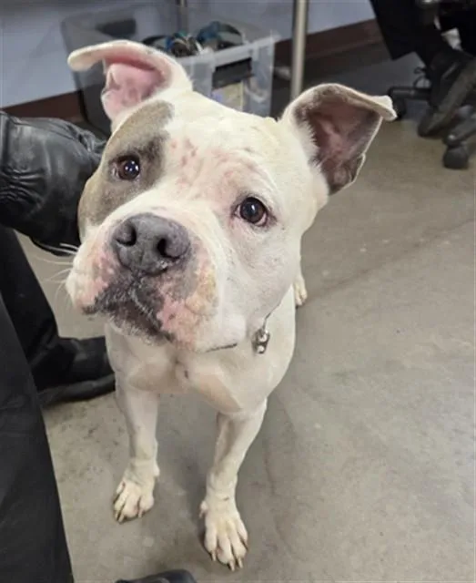 An adult large-sized female Pit Bull Terrier dog named Penelope for adoption in Phoenix, AZ