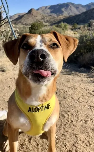 A young medium-sized female Labrador Retriever dog named Lyric for adoption in Albuquerque, NM
