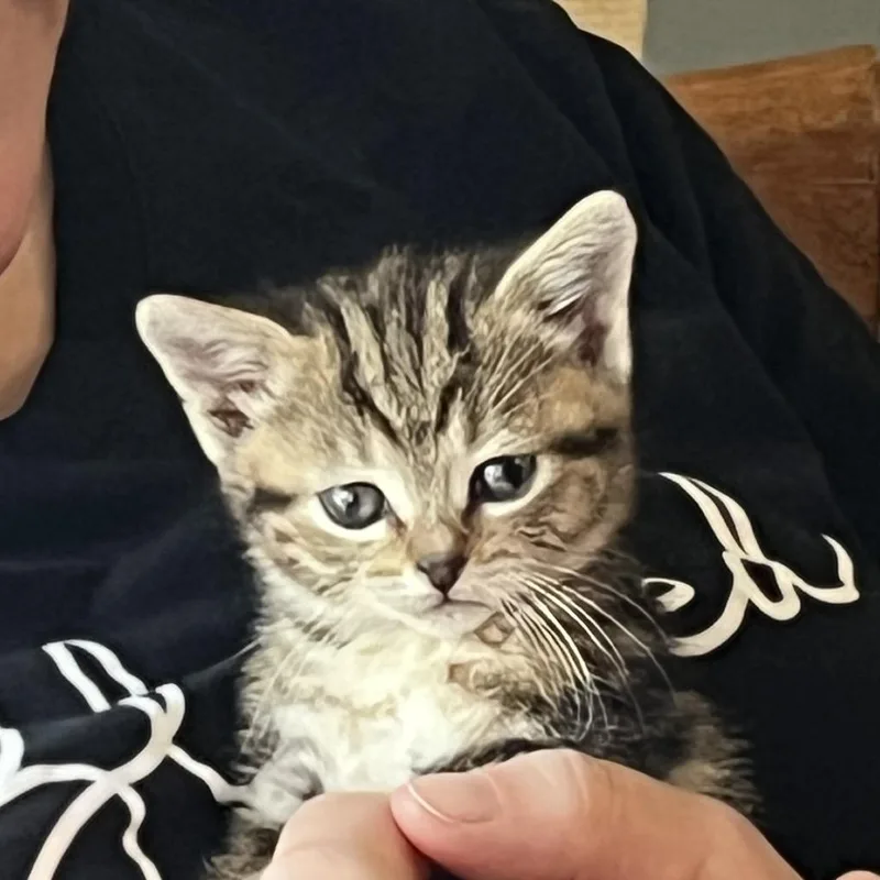 Eleanor thumbnail 3