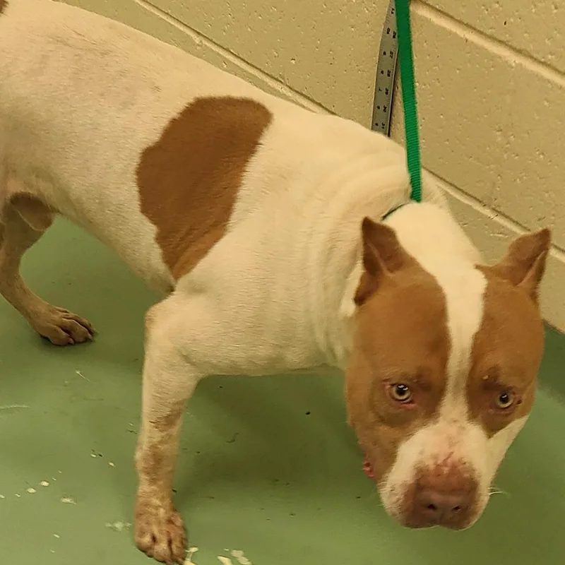 A senior large-sized male White / Cream Mixed Breed dog named Tatum for adoption in Memphis, TN