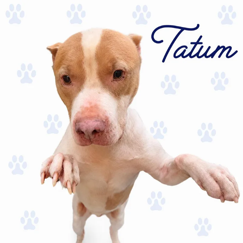 Tatum thumbnail 4