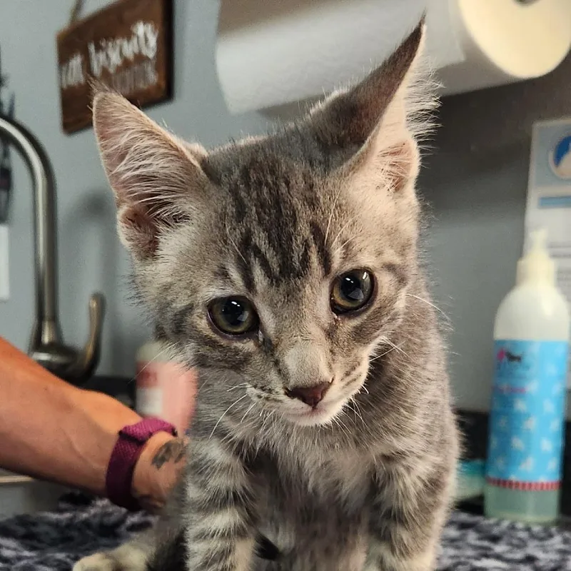 A baby small-sized male Gray / Blue / Silver Domestic Short Hair cat named Kelso for adoption in Brighton, MO