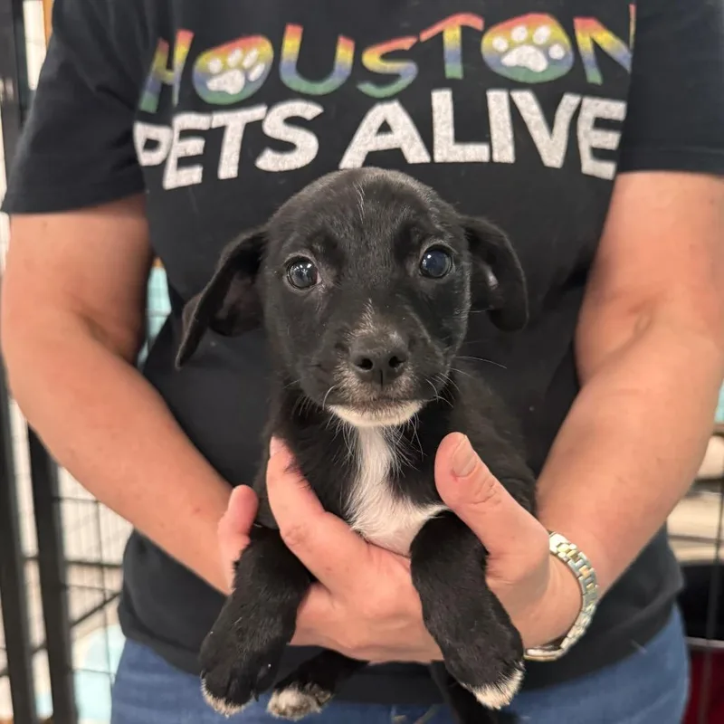 A baby small-sized male Black Chihuahua dog named Bob for adoption in Houston, TX