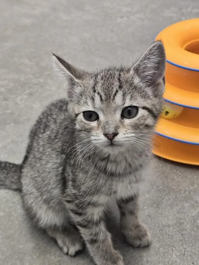 A baby small-sized male Tabby (Gray / Blue / Silver) Tabby cat named Jj for adoption in New Rochelle, NY