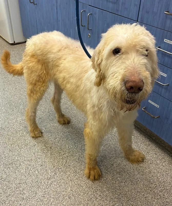 An adult large-sized male White / Cream Poodle dog named Norman for adoption in Disputanta, VA