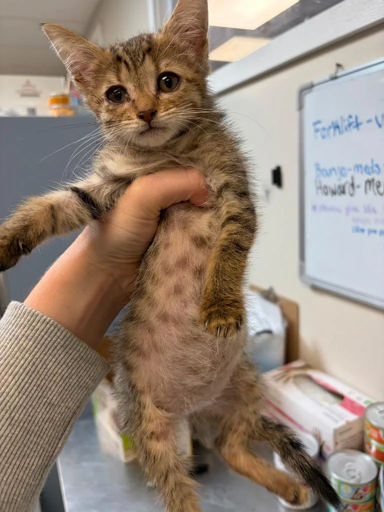 A baby small-sized female Domestic Short Hair cat named Ruffles for adoption in Liverpool, NY