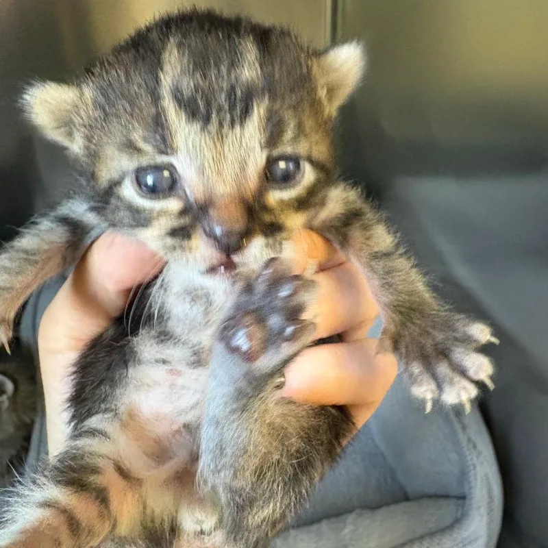A baby medium-sized male Brown / Chocolate Domestic Medium Hair cat named Biker for adoption in Royse City, TX