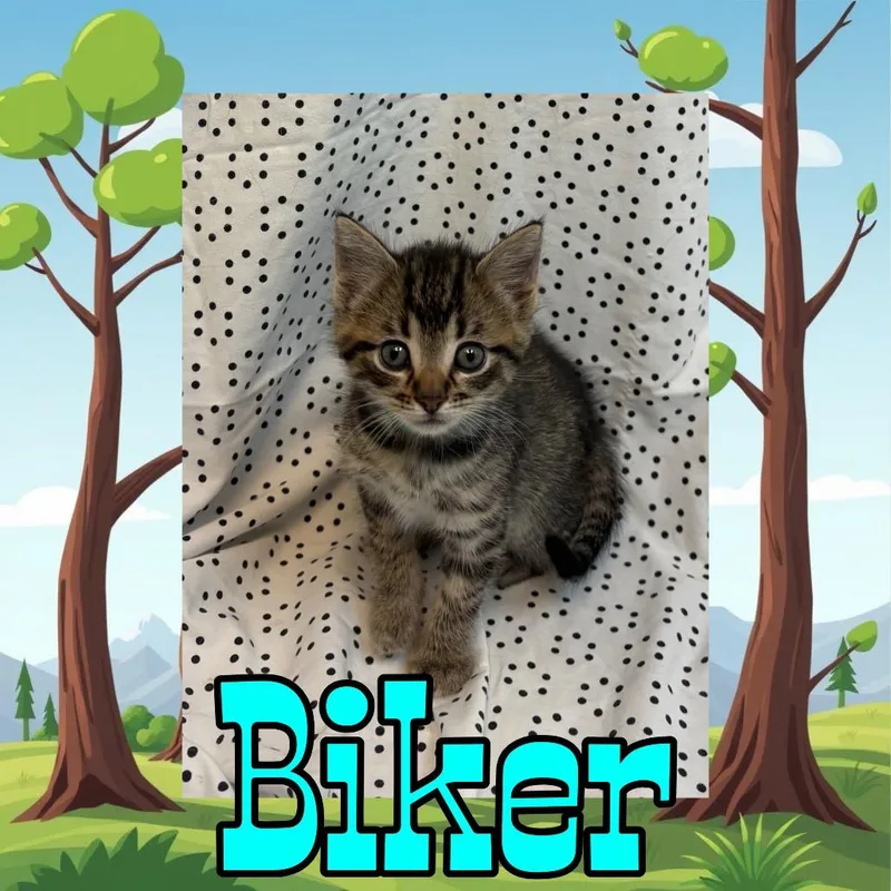 Biker thumbnail 2