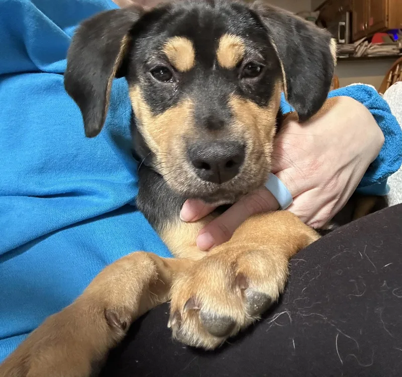 A young medium-sized female Hound dog named Daisy for adoption in Monticello, NY