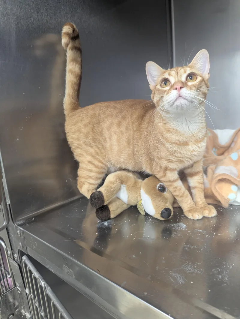 A young medium-sized male Orange & White Domestic Short Hair cat named Groucho for adoption in Lago Vista, TX