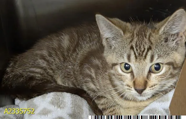 A baby small-sized male Domestic Short Hair cat named Marcus for adoption in West Palm Beach, FL
