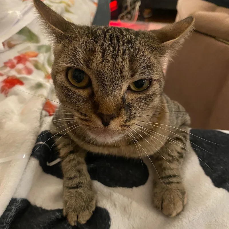 An adult small-sized female Brown / Chocolate Domestic Short Hair cat named Millie for adoption in Herrin, IL