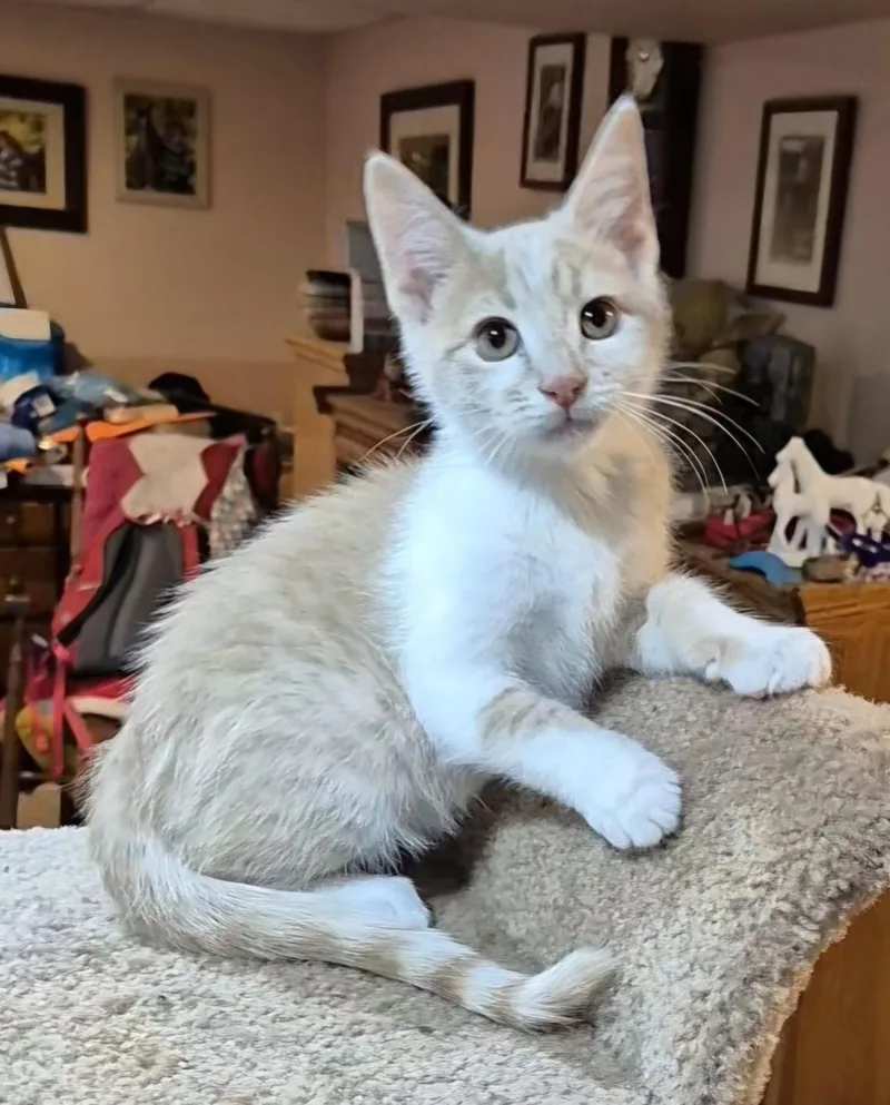 A baby medium-sized male Buff & White Domestic Short Hair cat named Caster for adoption in Milwaukee, WI