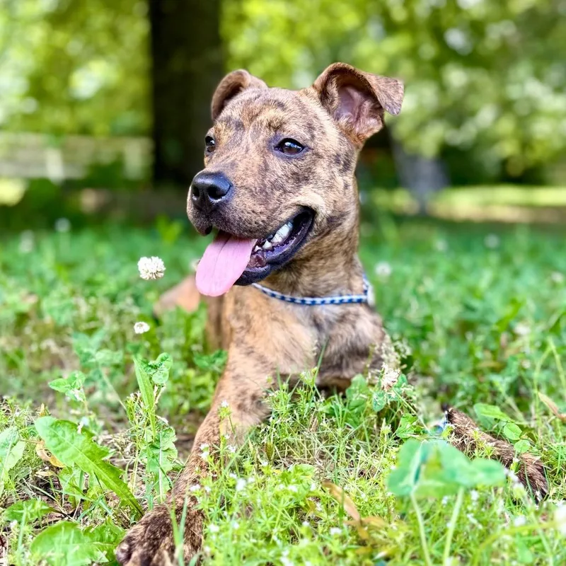 A young medium-sized female Brindle Mixed Breed dog named Bordy for adoption in Huntsville, AL
