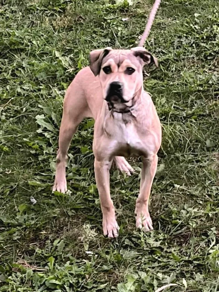 A young large-sized male Mixed Breed dog named Adam for adoption in Dorr, MI