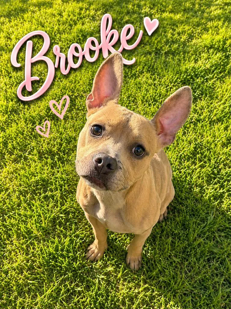 Brooke