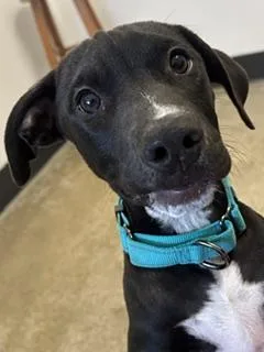A baby medium-sized male Black Pit Bull Terrier dog named Louie for adoption in Cleveland, OH