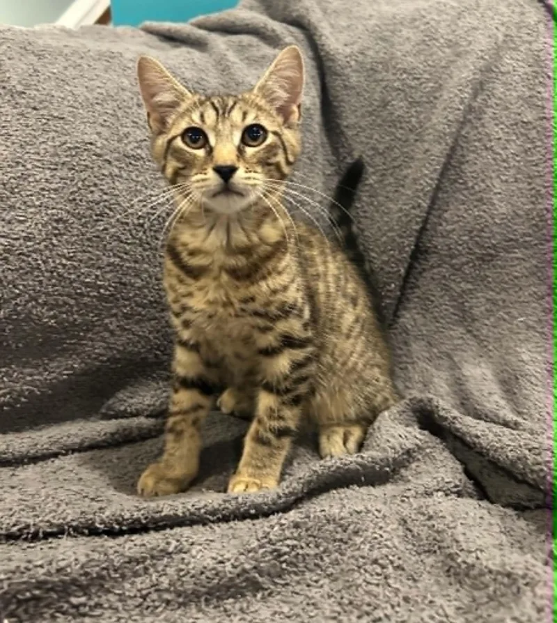 A baby medium-sized male Tabby (Brown / Chocolate) Domestic Short Hair cat named Frankie for adoption in Wading River, NY