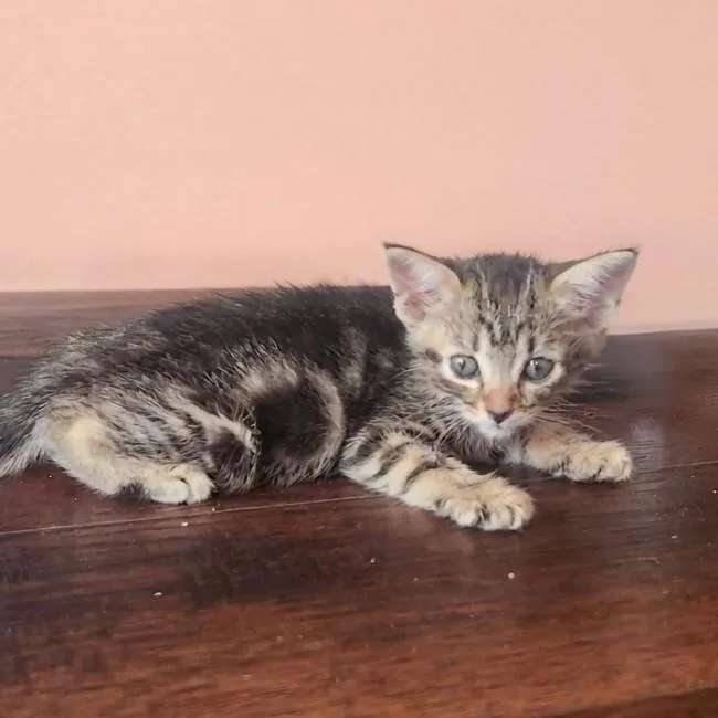 A baby medium-sized female Tabby (Brown / Chocolate) Domestic Short Hair cat named QTee for adoption in Allen, TX