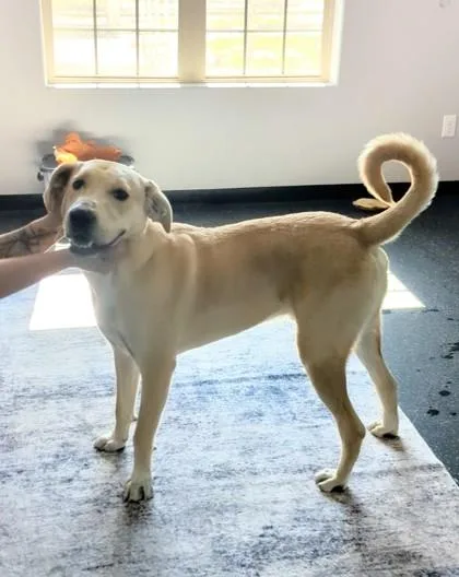 Cheddar
