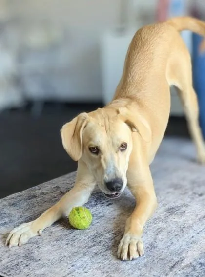 Cheddar thumbnail 2