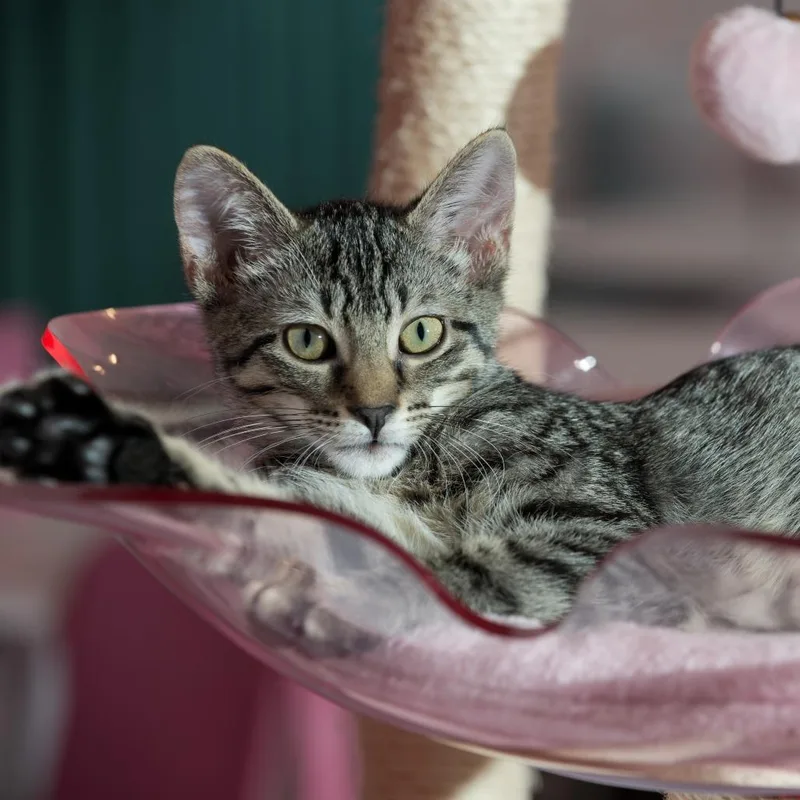 A young small-sized female Buff / Tan / Fawn Domestic Short Hair cat named Mittens for adoption in Forest Park, IL