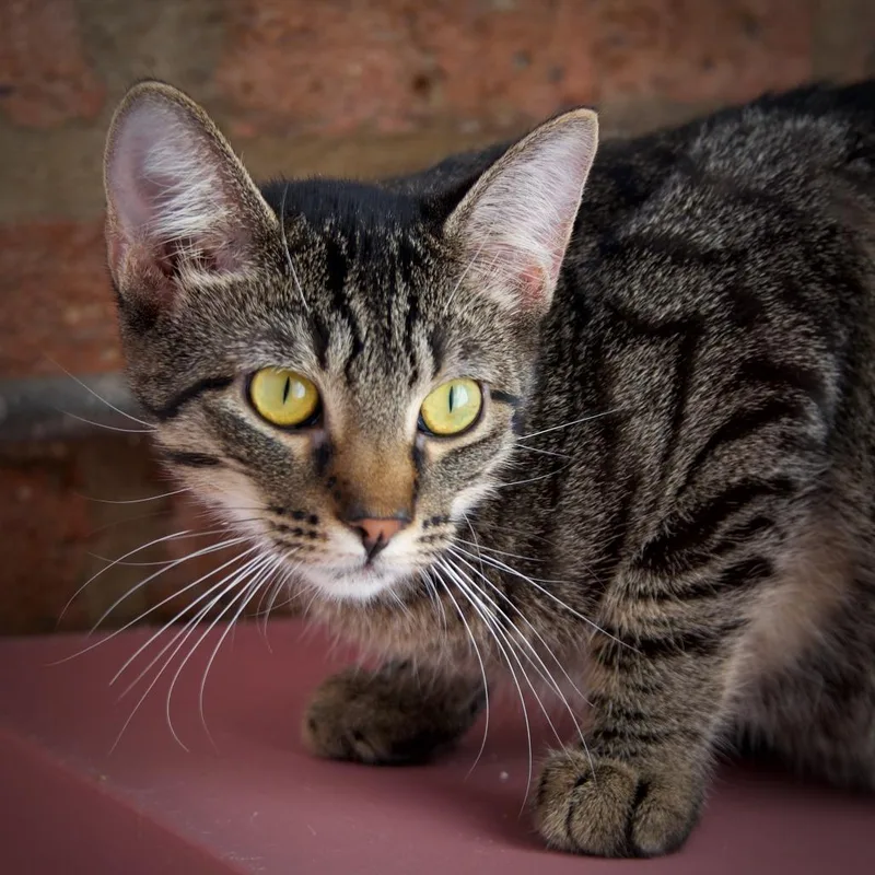 Mittens thumbnail 2