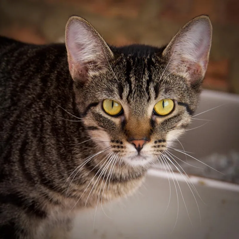 Mittens thumbnail 3