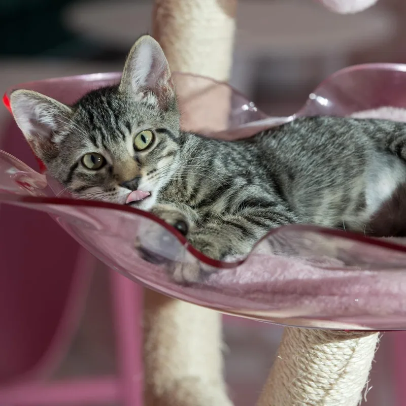 Mittens thumbnail 5