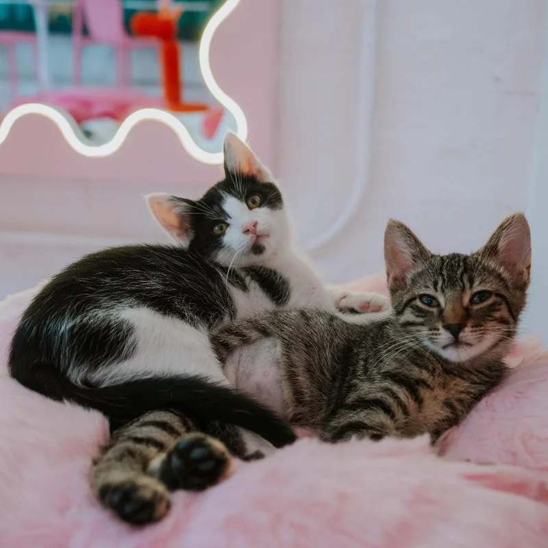 Mittens thumbnail 6
