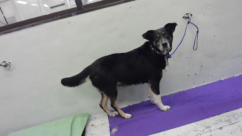 An adult large-sized female German Shepherd Dog dog named Beatrice for adoption in Houston, TX