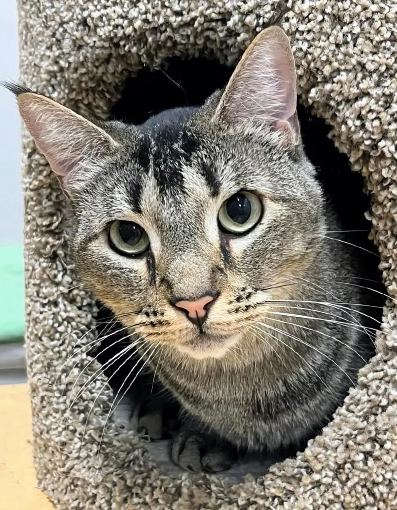 A young medium-sized male Tabby (Gray / Blue / Silver) Domestic Short Hair cat named Rex  Rancho Cucamonga for adoption in Yorba Linda, CA