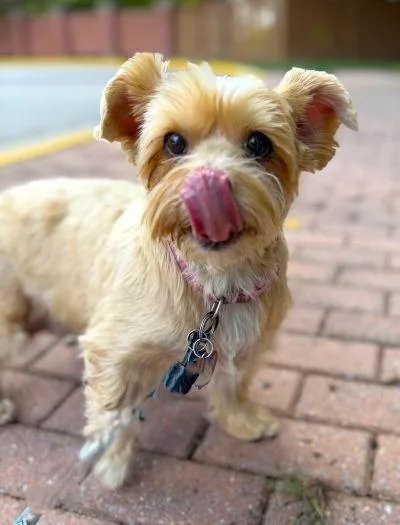 A senior medium-sized female Yorkshire Terrier dog named Lucy for adoption in Arlington, VA