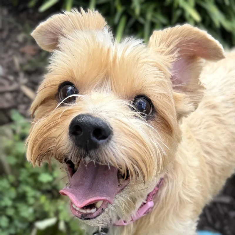 Lucy thumbnail 2
