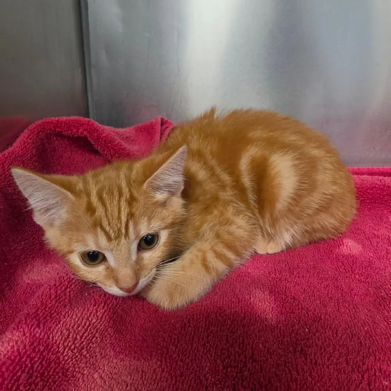 A baby small-sized female Orange / Red Domestic Short Hair cat named Cheese for adoption in Martinsville, VA