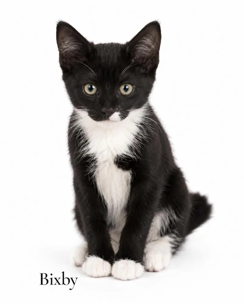 A baby medium-sized female Black & White / Tuxedo Domestic Short Hair cat named Bixby for adoption in Stevensville, MI
