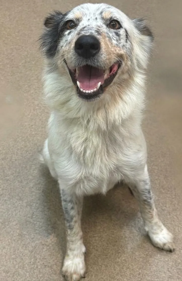 A young medium-sized female Australian Shepherd dog named Poppy for adoption in North Prairie, WI