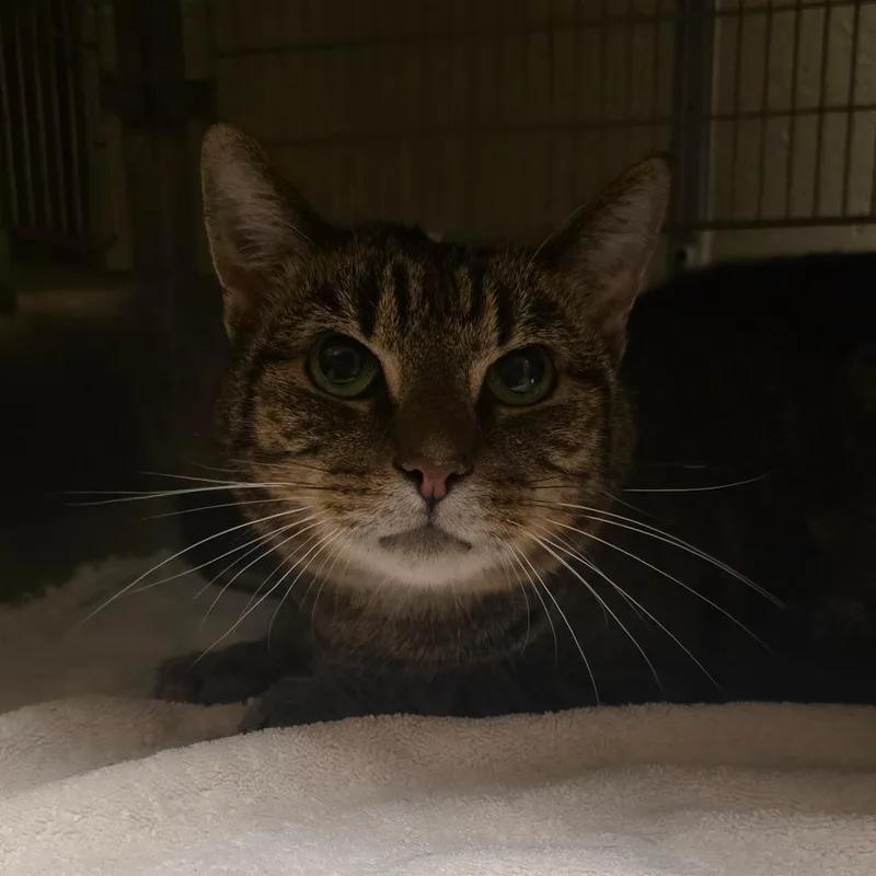 An adult large-sized male Domestic Short Hair cat named Buddy for adoption in Bristol, IN
