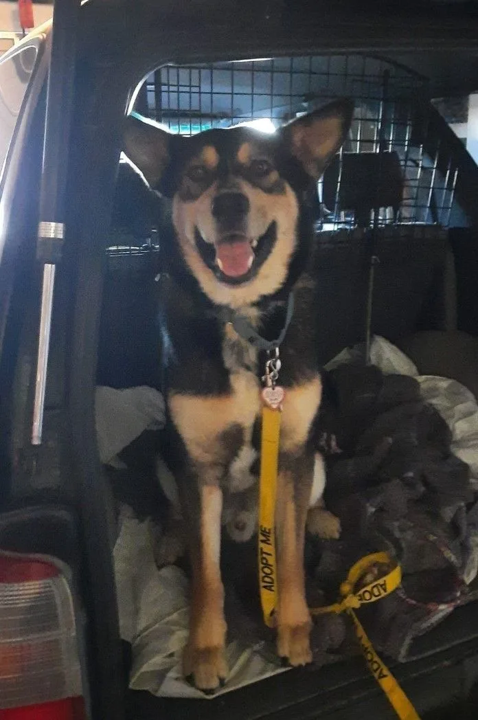 Rex E. Boy thumbnail 2